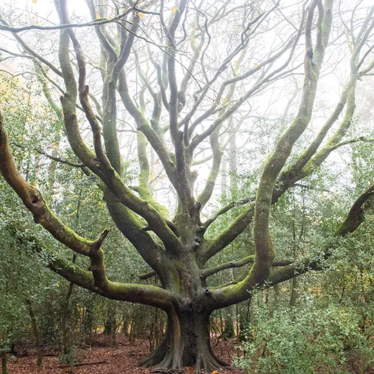 Image d'un arbre magnifique qui étend ses branches vers le ciel