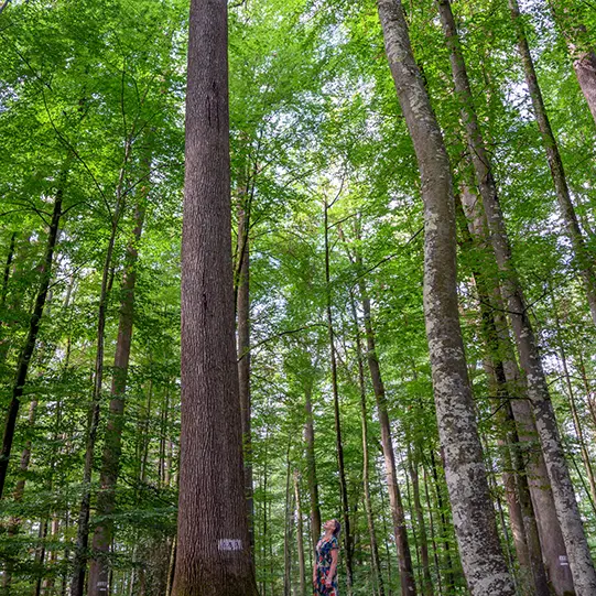 Photo d'une personne qui regarde vers la cime des arbres'