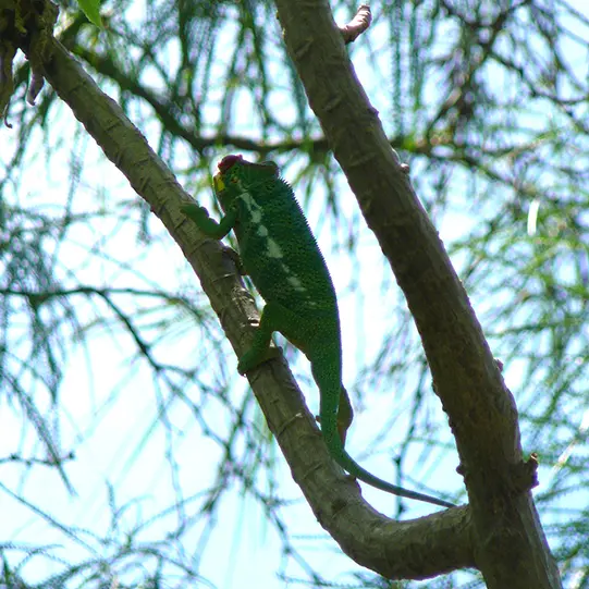 Image d'un caméléon dans un arbre
