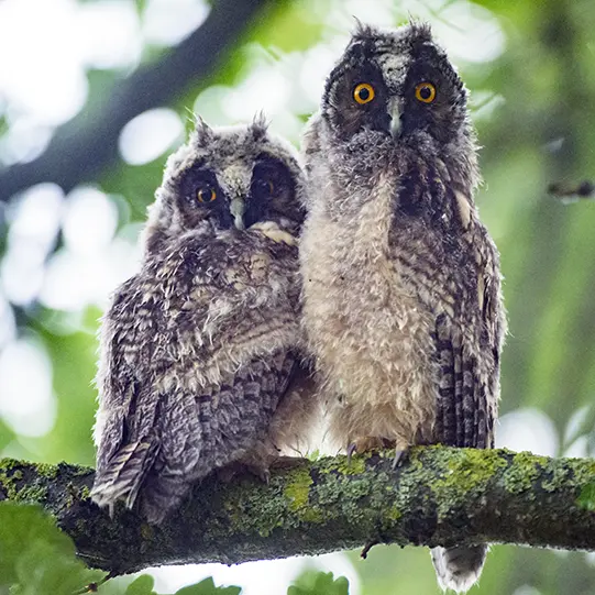 Photo de deux hiboux sur une branche'