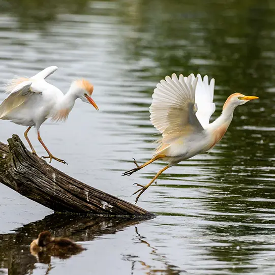 Deux oiseaux sur une branche qui repose dans l'eau. L'un d'eux s'envole.