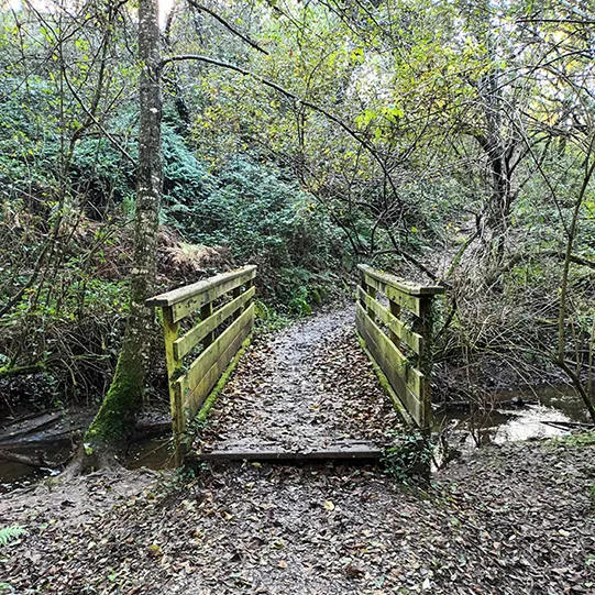 photo d'un pont en forêt, en Ille-et-Vilaine